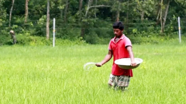 আমনের মৌসুমে রাজশাহীতে সারের জন্য হাহাকার...