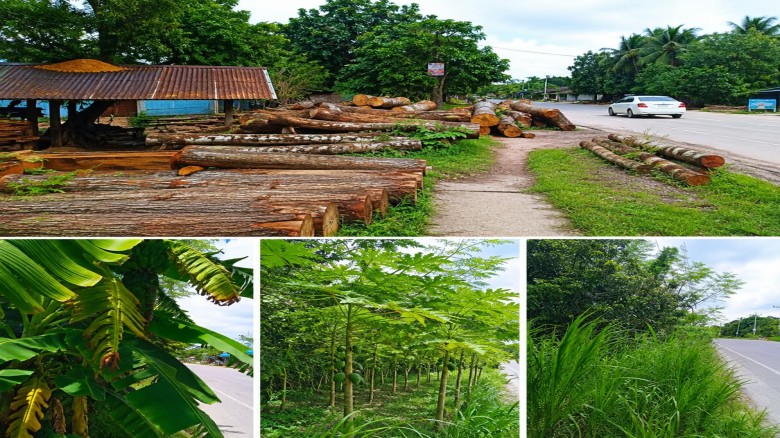 রোড শোল্ডার দখলে চাষাবাদ-স-মিল, বাড়ছে দুর্ঘটনা ও ছিনতাইয়ের ঝুঁকি...
