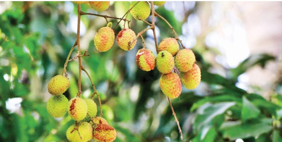 ecdb4c9b-7603-43d1-b949-a3834f6cdf71